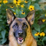 Voor 'n duitse herder sorg
