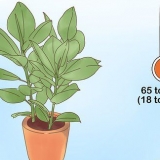 Die versorging van 'n ficus