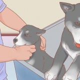 Vir 'n husky sorg