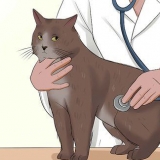 Voor 'n kat met felv sorg