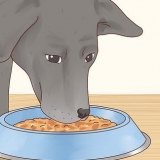 Vir 'n labrador retriever sorg