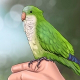 Voor 'n monniksparkiet sorg