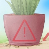Sorg vir 'n sansevieria
