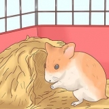 Voor hamsterbaby se sorg