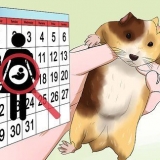 Voor pasgebore hamsters sorg