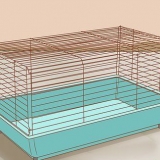 Voor syrische hamsters sorg