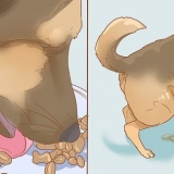 Voorkom dat 'n hond binne plastiek nadat hy buite was
