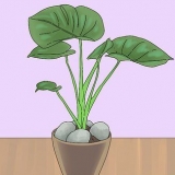 Voorkomen dat jy jou kamerplante uitgraaft