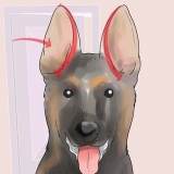 Weerspannige oren van duitse herderpuppy's tapen