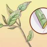 Snoei weigela