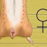 Weten van je hamster zwanger is