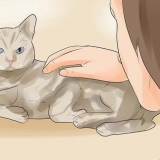 Weten of je kat stervende is