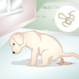 Weten of je puppy wormen het