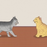 Weten of katten spelen of vechten