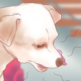 Weten wanneer jy hond kyk is