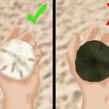 Skoonmaak en bewaring van sand dollars