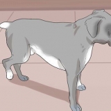 Zien of 'n hond pyn het