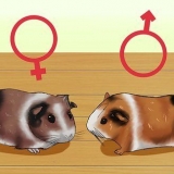 Zien van je cavia zwanger is