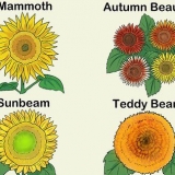 Kweek sonneblomme