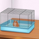 Maak seker dat jou hamster vertrou
