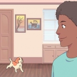 Maak seker dat 'n kat en 'n hond mekaar verdra