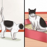 Maak seker dat 'n kater stop met sproei
