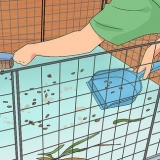 Maak seker dat jy cavia fris ruikt