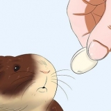 Maak seker dat jy cavia is getroud