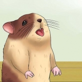 Maak seker dat jy die hamster koel bly as dit weer is
