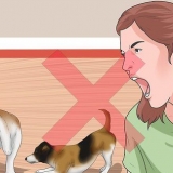 Zorgen dat jy twee honde stop met vechten