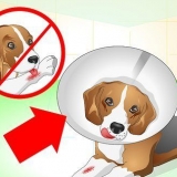 Zorgen vir 'n hond met hektinge