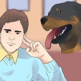 Zorgen vir 'n rottweilerpup