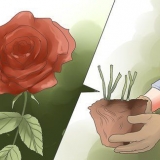Elimineer swart kolle op rose
