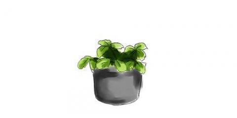 Kweek aarbeie in 'n pot