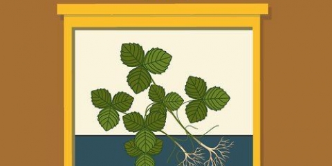 Plant aarbeie