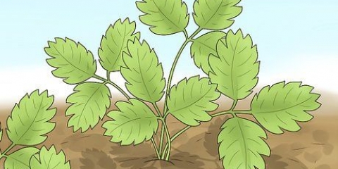 Snoei aarbeiplante