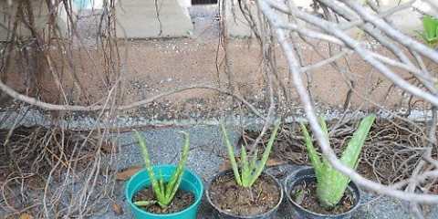 Aloe vera plante