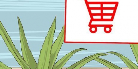 Kweek en gebruik aloe vera vir medisinale doeleindes