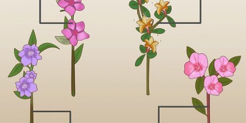 Plant azaleas