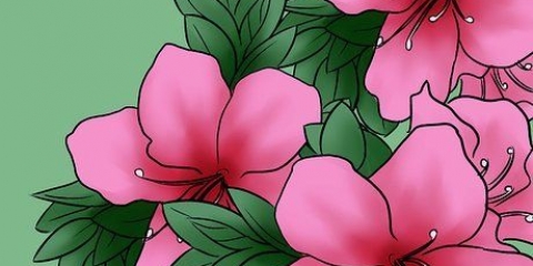 Versorging van azaleas