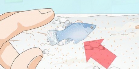Baby platy vissen verzorgen