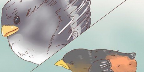 Babyvogels identifiseer
