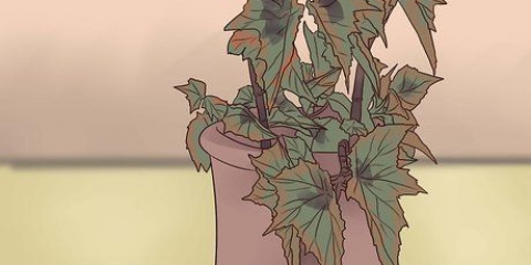 Groeiende begonias
