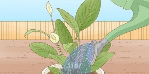 Bepaal hoeveel water plante benodig
