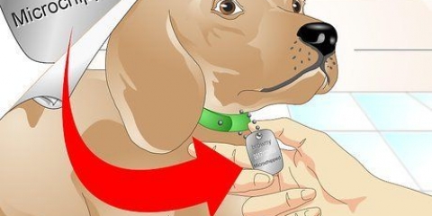 Bepalen of 'n hond 'n chip het