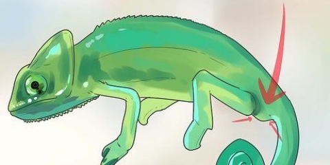 Bepalen van 'n kameleon mannelijk of vroulik is