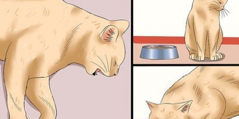 Bepalen of 'n kat rabiës het
