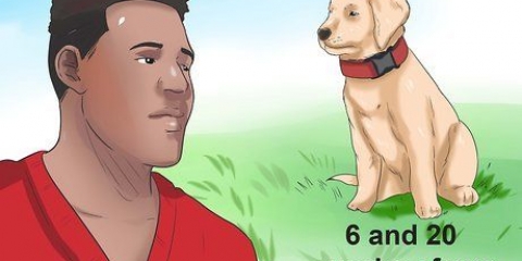 Bepalen of je hond parvo het