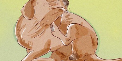 Bepalen of je hond vlooien het