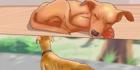 Bepalen of je je hond in moet laat slapen